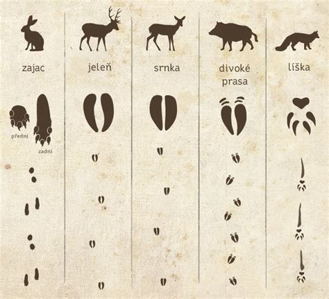 Stopy zvierat v snehu