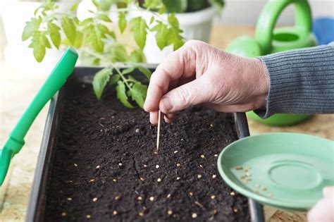 Výsev semien paradajok