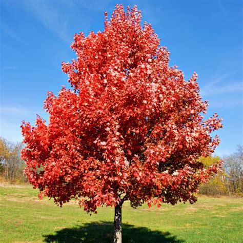 Acer rubrum - javor červený