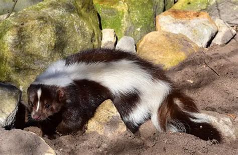 skunk