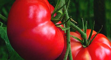 Malinový Obor paradajky