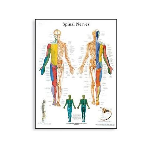 Anatomická schéma parasympatického nervového systému