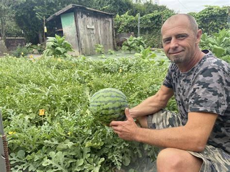 Zrelé vrúbľované melóny na poli