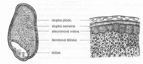 Struktura obilného zrna