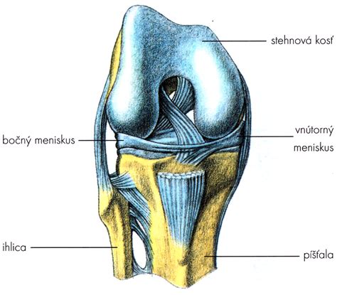 Anatomia klbu