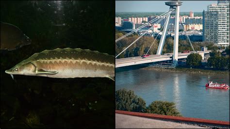 Graf trvanlivosti rôznych druhov rýb