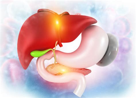 Ilustrácia ľudského tráviaceho systému s vyznačeným žlčníkom a pečeňou