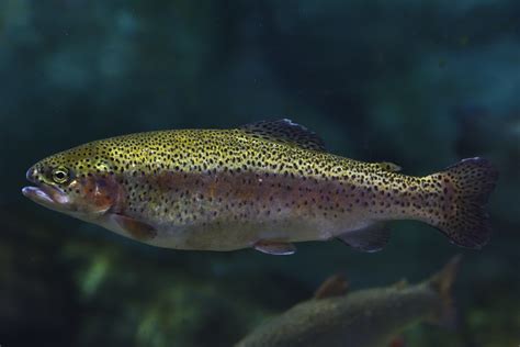 Obrázok pstruha dúhového (Oncorhynchus mykiss)