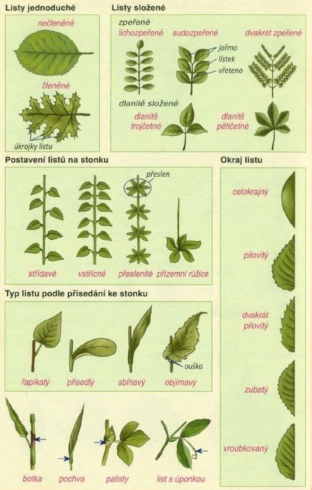 Ilustrácia rastliny zeleru s vyznačenými časťami: koreň, stonky, listy