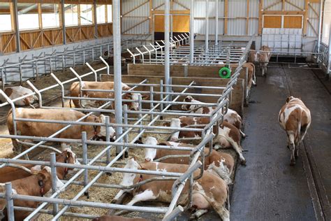 Interiér modernej stajne s boxovým ustajnením pre hovädzí dobytok