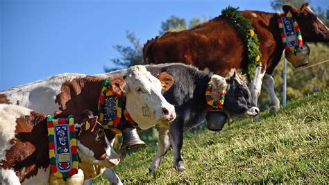 Typický jedinec maďarského stepného dobytka s dlhými rohmi