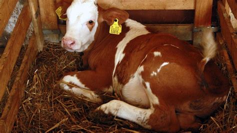 Teľa s príznakmi hnačky