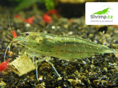Kreveta Amano (Caridina japonica) čistí akvárium od rias