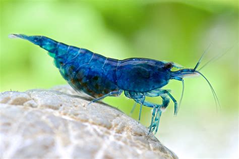 Farebné variácie Neocaridina davidi