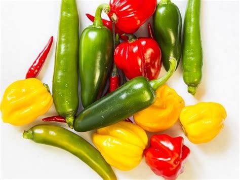 Galéria rôznych druhov a farieb papriky