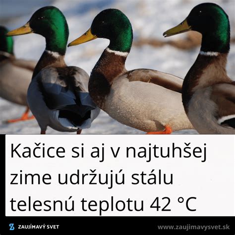 Ilustrácia rôznych druhov kačíc