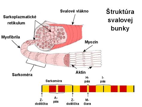 Štruktúra svalového vlákna mäsa