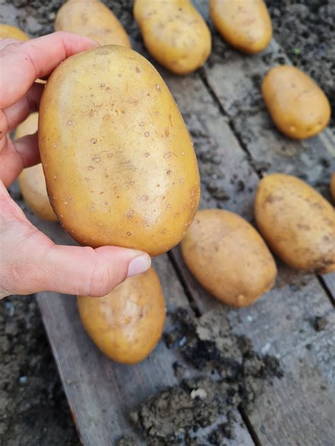 Obrázok rôznych balení sadbových zemiakov Colette