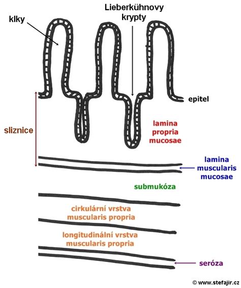 Schéma tenkého čreva s detailom klkov