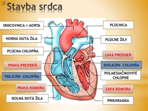 Schéma zdravého srdca