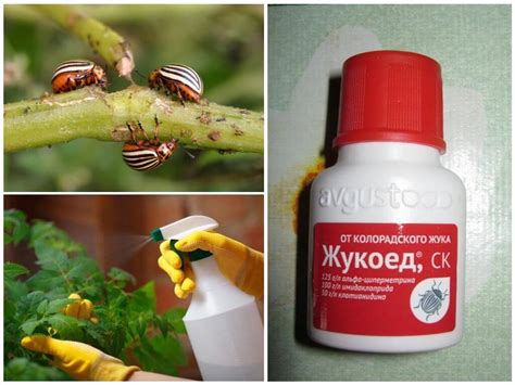 Obrázok chrobáka zemiakového z Colorada