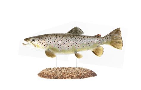 Pstruh obviazaný pórom