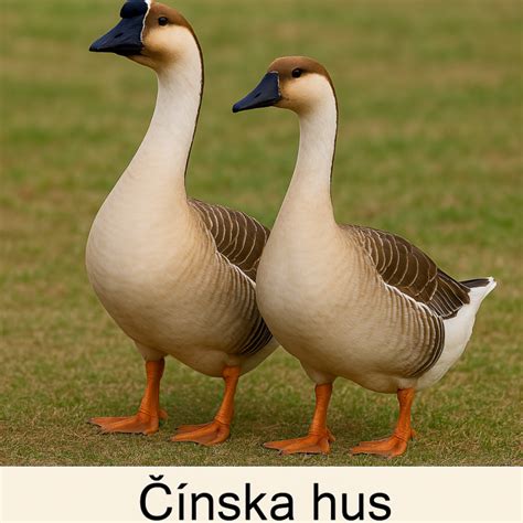Infografika porovnávajúca hmotnosť a znášku rôznych plemien husí