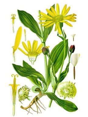 Ilustrácia semien Arnika horská