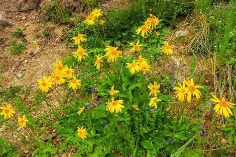 Kvitnúca Arnika horská