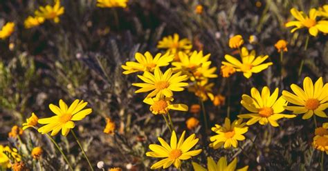 Mapa prirodzeného výskytu Arnika horská