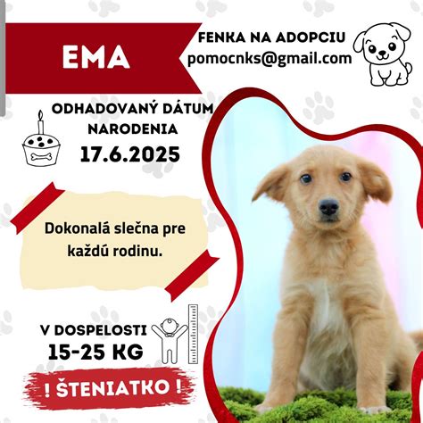 Vývoj šteňaťa od narodenia do dospelosti