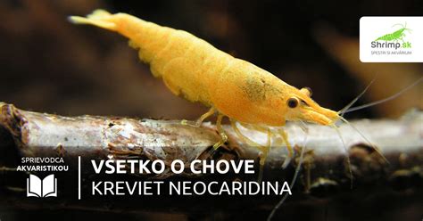 Rôzne farebné varianty kreviet Neocaridina