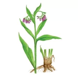 Ilustrácia rozmarínu s listami a kvetmi