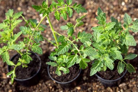 Výsadba paradajkových priesad