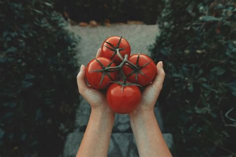 Ilustrácia najčastejších chorôb paradajok