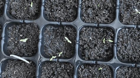 Výsev semien zeleru do pripraveného substrátu