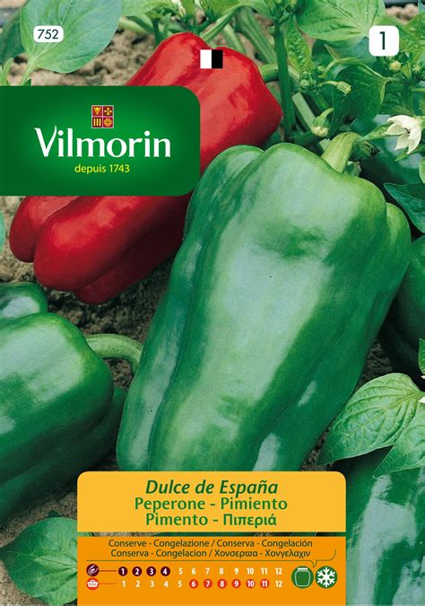 Ilustrácia plodov odrody Dulce de España