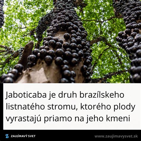 detail kakaových plodov rastúcich priamo na kmeni stromu