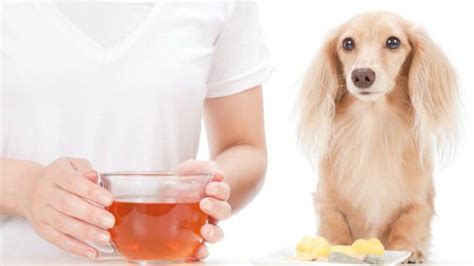 Domáce lieky na spálenú pokožku