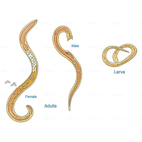 Larvy Trichinella spiralis v svalovom tkanive
