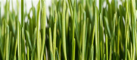 Štruktúra rastliny zeleného jačmeňa