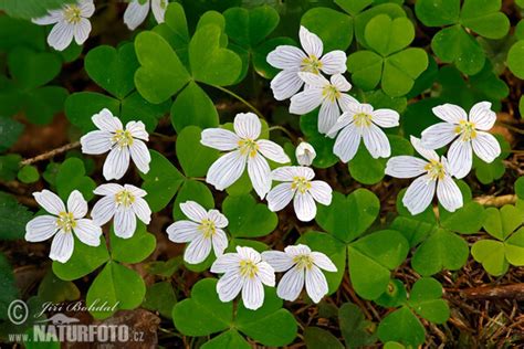 Ilustrácia rastliny kyslička obyčajná (Oxalis acetosella)