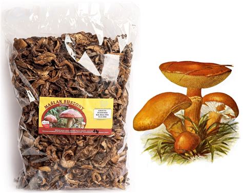 Ilustračné foto rôznych druhov sušených húb