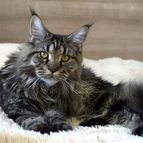 Mačka plemena Maine Coon