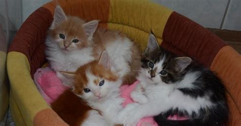 Mačiatko plemena Maine Coon