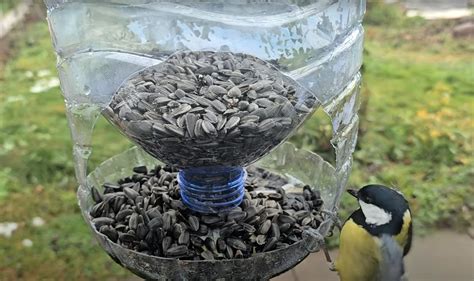 Tekvicové kŕmidlo pre vtáky