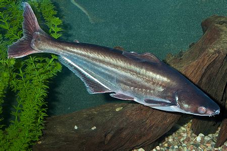 Pangasius spodnooký - mladý jedinec