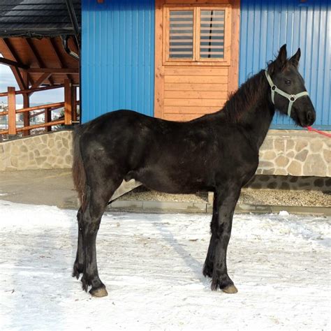 Fjordký kôň