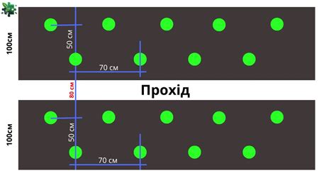 Schéma výsadby priesad karfiolu