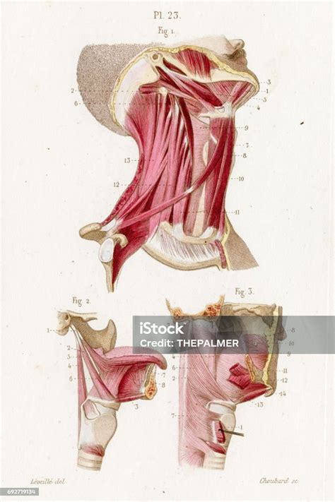 Anatomia krku moriaka